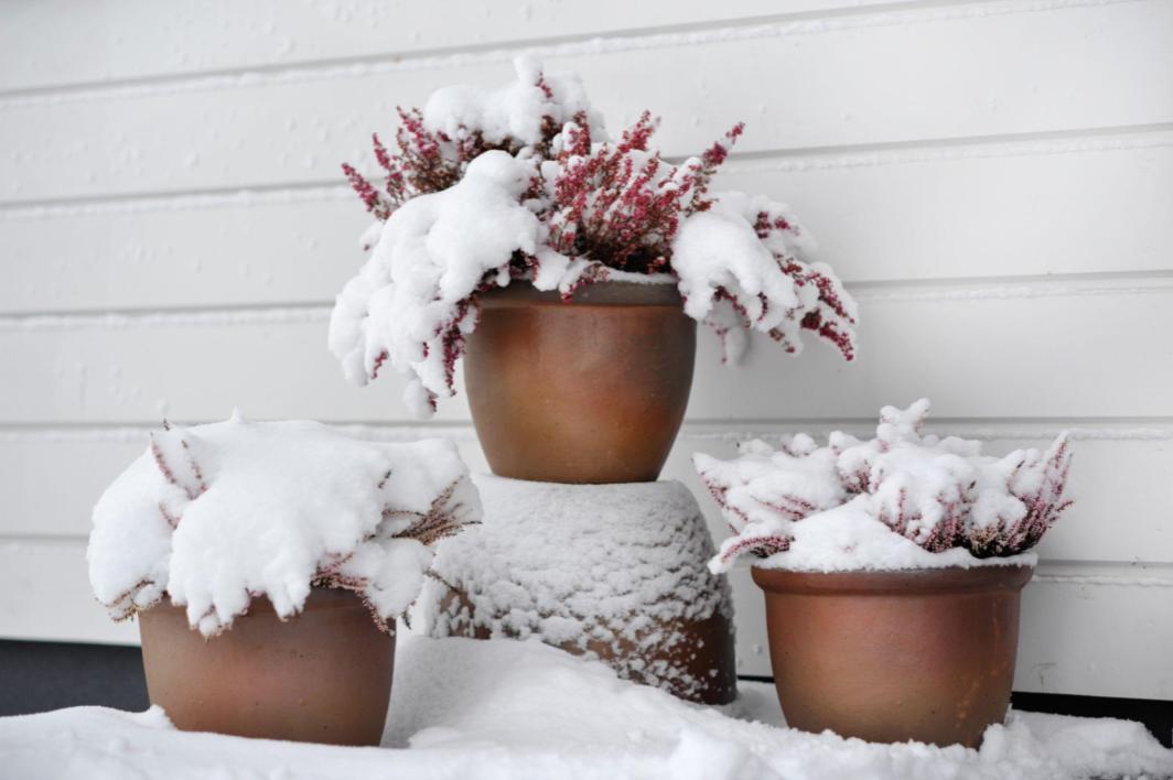 16 Tips to Winterize your home and save on electric bill. Bring your plants inside OKC.